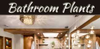 Plants That Thrive In The Bathroom Plants That Thrive In The Bathroom