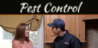 Ways To Avoid Spring Pest Invasion In Your Home Ways To Avoid Spring Pest Invasion In Your Home
