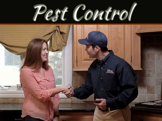 Ways To Avoid Spring Pest Invasion In Your Home