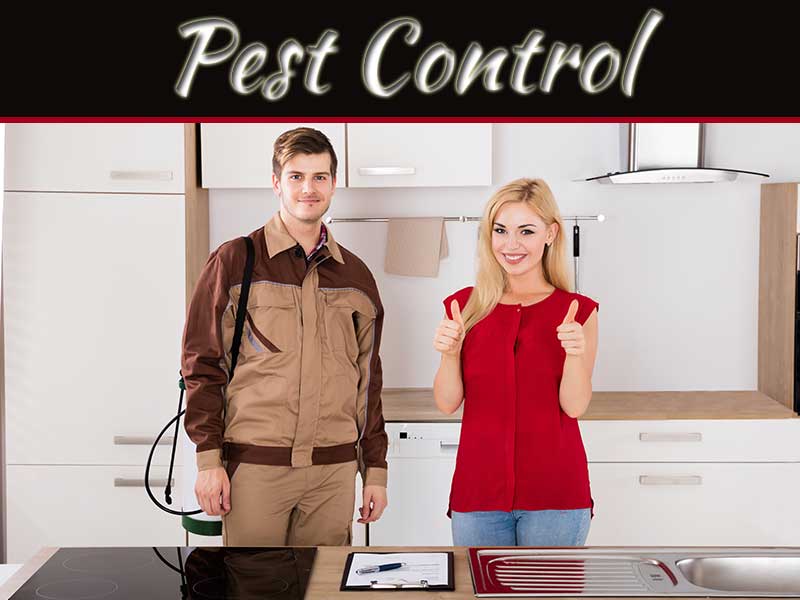 The Importance of Pest Control in Our Life - Hello World Live