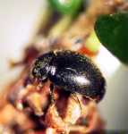 hemlock-woolly-adelgid