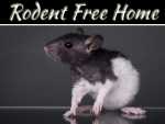 How To Keep Your Home Rodent-Free While Remodelling How To Keep Your Home Rodent-Free While Remodelling