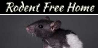 How To Keep Your Home Rodent-Free While Remodelling How To Keep Your Home Rodent-Free While Remodelling