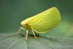 planthopper-bug
