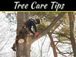 Tree Care Tips Ideal Way Of Trimming A Tall Tree Tree Care Tips Ideal Way Of Trimming A Tall Tree
