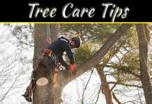 Tree Care Tips Ideal Way Of Trimming A Tall Tree Tree Care Tips Ideal Way Of Trimming A Tall Tree
