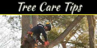Tree Care Tips Ideal Way Of Trimming A Tall Tree Tree Care Tips Ideal Way Of Trimming A Tall Tree