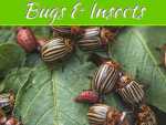 Uncommon Types Of Bugs And Insects That Might Destroy Your Landscaping