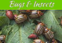 Uncommon Types Of Bugs And Insects That Might Destroy Your Landscaping Uncommon Types Of Bugs And Insects That Might Destroy Your Landscaping
