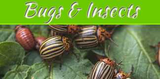 Uncommon Types Of Bugs And Insects That Might Destroy Your Landscaping Uncommon Types Of Bugs And Insects That Might Destroy Your Landscaping