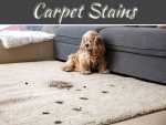 A Guide To Cleaning The Most Common Carpet Stains A Guide To Cleaning The Most Common Carpet Stains