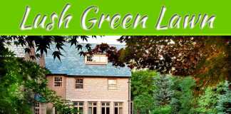How To Maintain A Lush Green Lawn How To Maintain A Lush Green Lawn