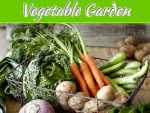 Indoor Vegetable Garden – How To DIY Indoor Vegetable Garden – How To DIY