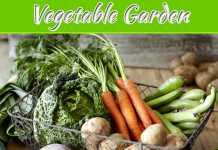Indoor Vegetable Garden – How To DIY Indoor Vegetable Garden – How To DIY