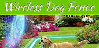 Stopping Your Dog Chasing Interlopers Stopping Your Dog Chasing Interlopers