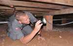 termite-inspection-gold-coast-pestex
