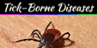 Tick-Borne Diseases: What You Need To Know About These 5 Serious Risks Tick-Borne Diseases: What You Need To Know About These 5 Serious Risks
