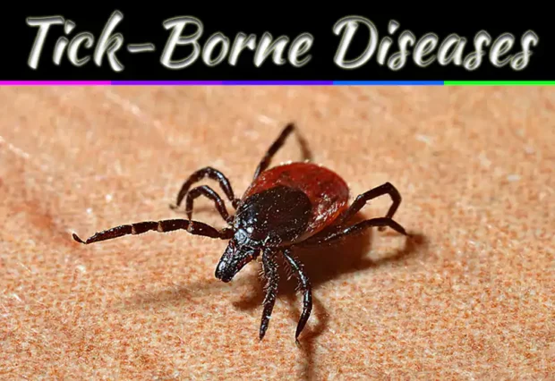 Tick-Borne Diseases: What You Need To Know About These 5 Serious Risks