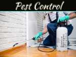 Why Pest Control Is Such An Essential Home Service