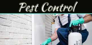 Why Pest Control Is Such An Essential Home Service Why Pest Control Is Such An Essential Home Service