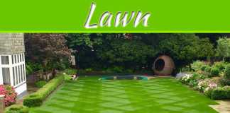 Tips For Having The Best Lawn Possible Tips For Having The Best Lawn Possible