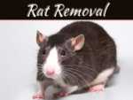 The Damage Rats Can Cause To A Home If Left Alone The Damage Rats Can Cause To A Home If Left Alone