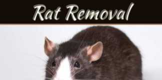 The Damage Rats Can Cause To A Home If Left Alone The Damage Rats Can Cause To A Home If Left Alone