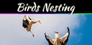 Health Dangers Of Birds Nesting In Your Home Explained Simply Health Dangers Of Birds Nesting In Your Home Explained Simply