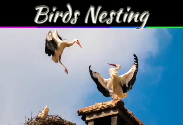 Health Dangers Of Birds Nesting In Your Home Explained Simply