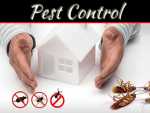 Tips For Keeping Pests Out Of Your Home Tips For Keeping Pests Out Of Your Home