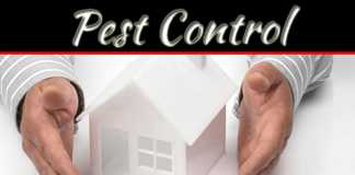 Tips For Keeping Pests Out Of Your Home Tips For Keeping Pests Out Of Your Home