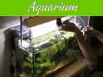 Top 6 Tips For Keeping An Aquarium In Your Home Top 6 Tips For Keeping An Aquarium In Your Home