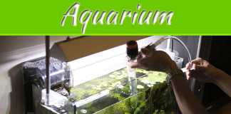 Top 6 Tips For Keeping An Aquarium In Your Home Top 6 Tips For Keeping An Aquarium In Your Home