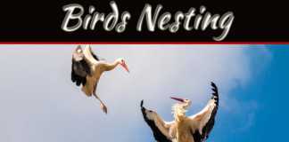 What Are The Health Dangers Of Birds Nesting In Your Home? What Are The Health Dangers Of Birds Nesting In Your Home?