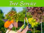 Why Is Your Tree Dying? How To Keep Trees On Your Property Alive? Why Is Your Tree Dying