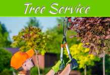 Why Is Your Tree Dying? How To Keep Trees On Your Property Alive? Why Is Your Tree Dying