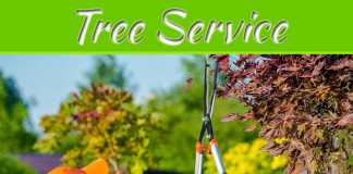 Why Is Your Tree Dying? How To Keep Trees On Your Property Alive? Why Is Your Tree Dying