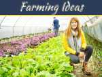 Common Ways To Make Your Small Farm Profitable Common Ways To Make Your Small Farm Profitable