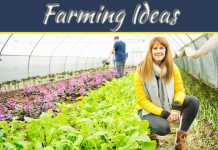 Common Ways To Make Your Small Farm Profitable Common Ways To Make Your Small Farm Profitable