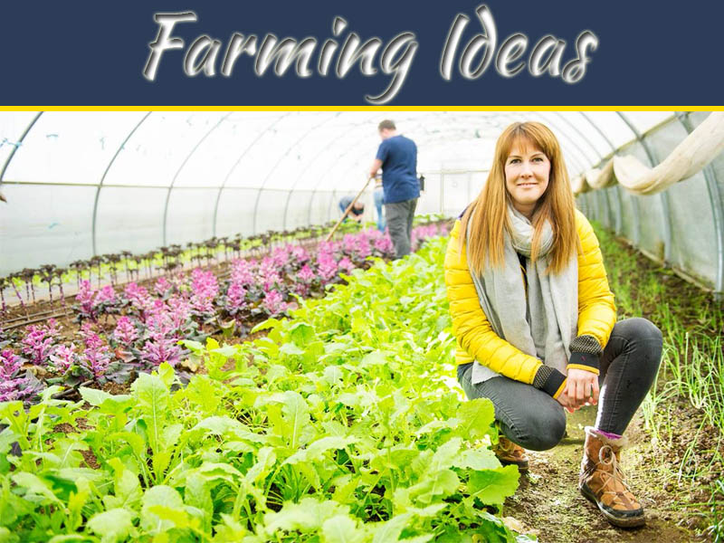 Making Farm Common Ways To Make Your Small Farm Profitable | My Decorative