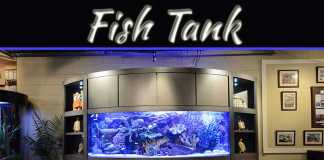 Step-By-Step Guide To Set Up A Fish Tank Step-By-Step Guide To Set Up A Fish Tank