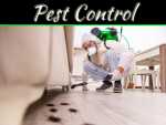 10 Signs Of Home Damage Caused By Pests 10 Signs Of Home Damage Caused By Pests