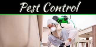 10 Signs Of Home Damage Caused By Pests 10 Signs Of Home Damage Caused By Pests