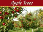 Are All Types Of Apple Trees Suitable For UK Climate? Are All Types Of Apple Trees Suitable For UK Climate?