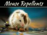 Do Mouse Repellents Really Work? Do Mouse Repellents Really Work?