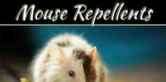 Do Mouse Repellents Really Work? Do Mouse Repellents Really Work?