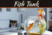 Health Benefits Of Fish Tank At Home: Success And Harmony Health Benefits Of Fish Tank At Home: Success And Harmony