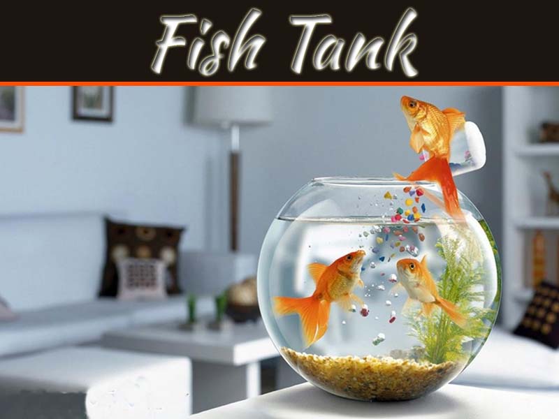 Health Benefits Of Fish Tank At Home Success And Harmony My Decorative