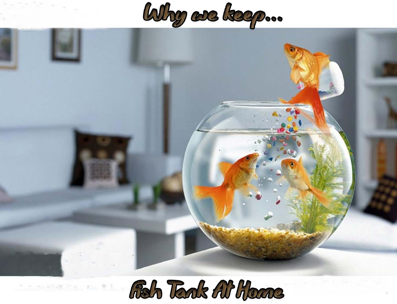 Fish Tank At Home