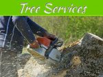 How To Maintain The Trees In Your Garden – Top Tips To Keep Your Trees Healthy How To Maintain The Trees In Your Garden - Top Tips To Keep Your Trees Healthy
